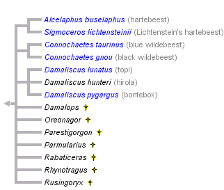 taxon links