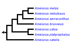 taxon links