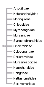 taxon links