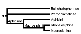 taxon links