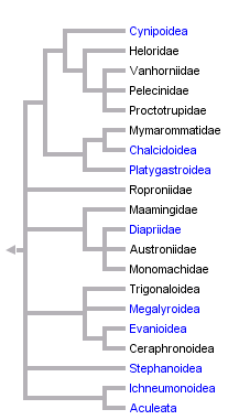 taxon links