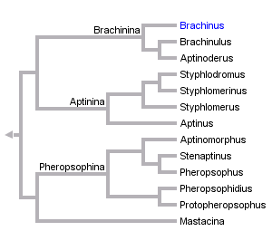 taxon links