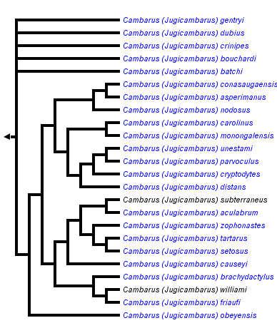 taxon links