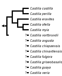 taxon links