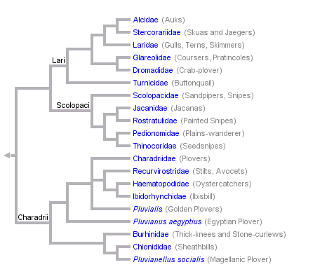 taxon links