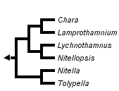 taxon links