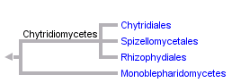 taxon links