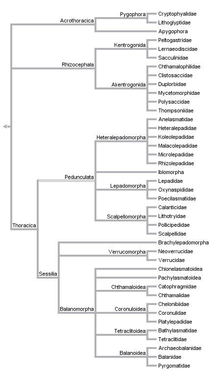 taxon links