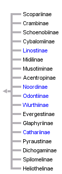 taxon links