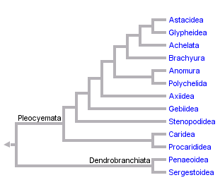 taxon links