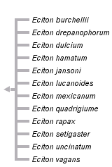 taxon links