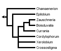 taxon links