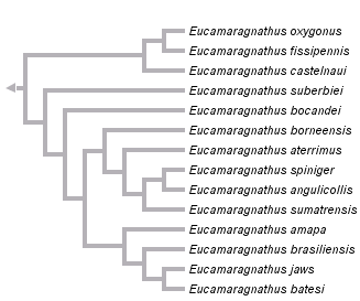 taxon links