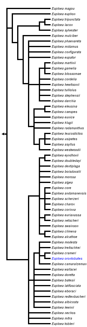 taxon links