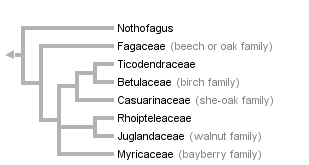 taxon links