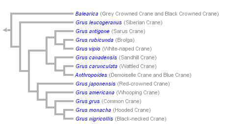 taxon links