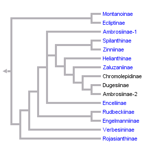 taxon links