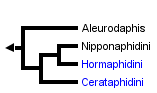 taxon links