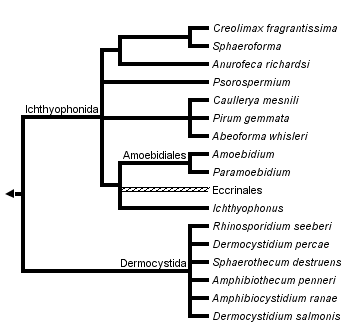 taxon links