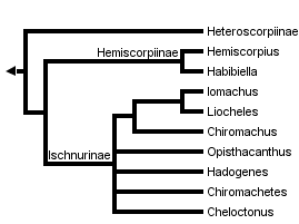 taxon links