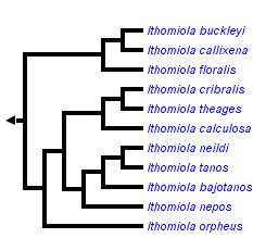 taxon links