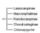 taxon links