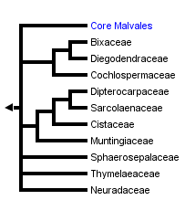 taxon links