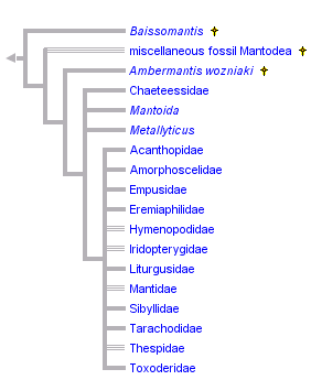 taxon links