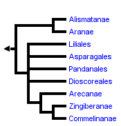 taxon links