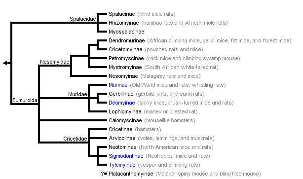 taxon links