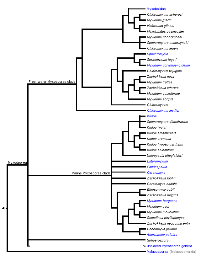 Myxozoa