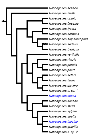 taxon links