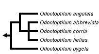 taxon links