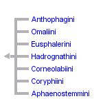 taxon links