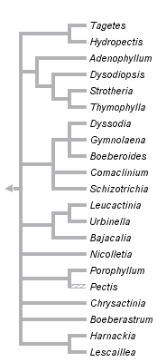 taxon links