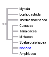 taxon links