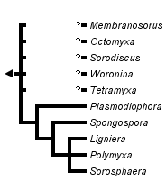 taxon links