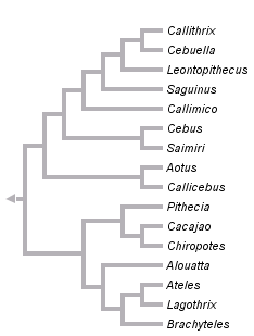 taxon links