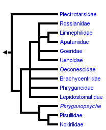 taxon links