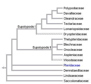 Lomariopsis linneata Polypodiales