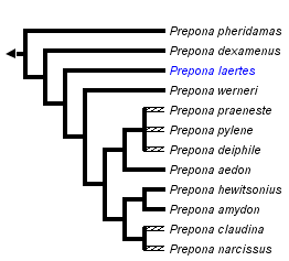 taxon links