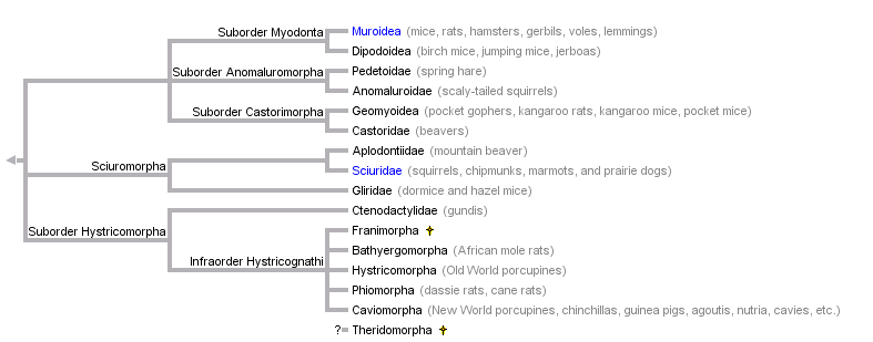 Rodentia