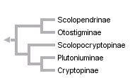 taxon links