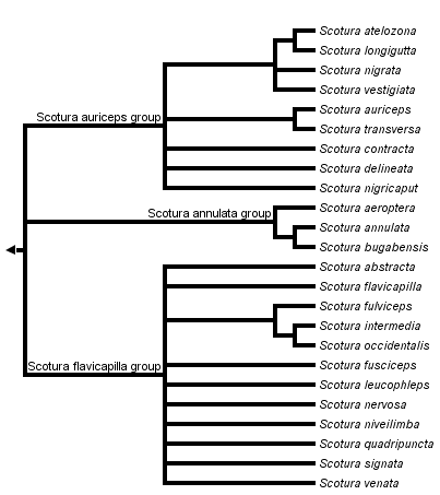 taxon links