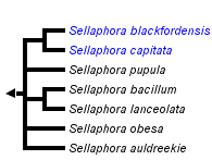 taxon links