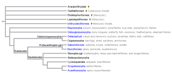 taxon links