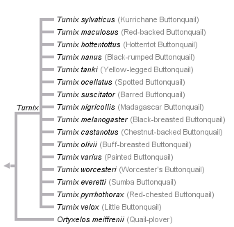 taxon links