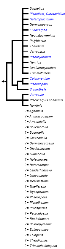 taxon links