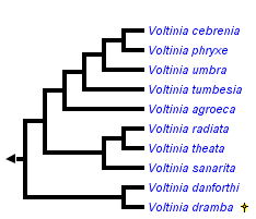 taxon links