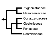 taxon links